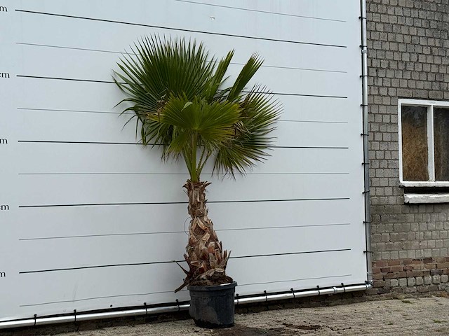 Mexicaanse waaierpalm - washingtonia robusta - hoogte ca. 230 cm - afbeelding 3 van  3