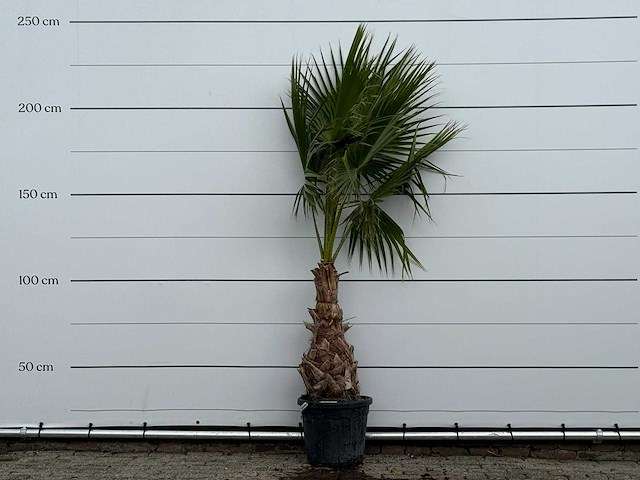 Mexicaanse waaierpalm - washingtonia robusta - hoogte ca. 230 cm - afbeelding 2 van  4