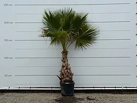 Mexicaanse waaierpalm - washingtonia robusta - hoogte ca. 230 cm