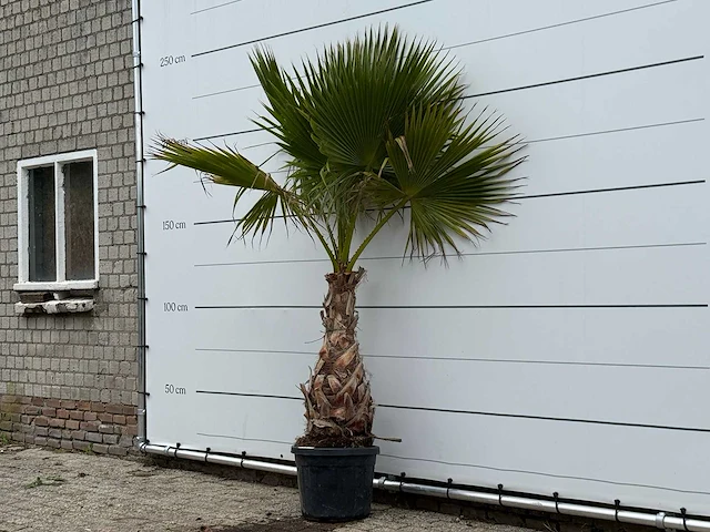 Mexicaanse waaierpalm - washingtonia robusta - hoogte ca. 230 cm - afbeelding 2 van  3