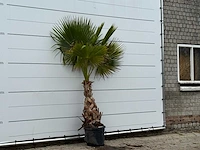 Mexicaanse waaierpalm - washingtonia robusta - hoogte ca. 230 cm - afbeelding 3 van  3