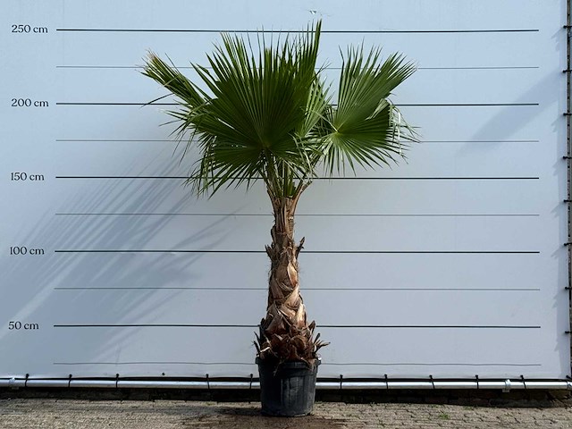 Mexicaanse waaierpalm - washingtonia robusta - hoogte ca. 240 cm - afbeelding 1 van  5