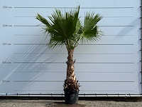 Mexicaanse waaierpalm - washingtonia robusta - hoogte ca. 240 cm - afbeelding 1 van  5