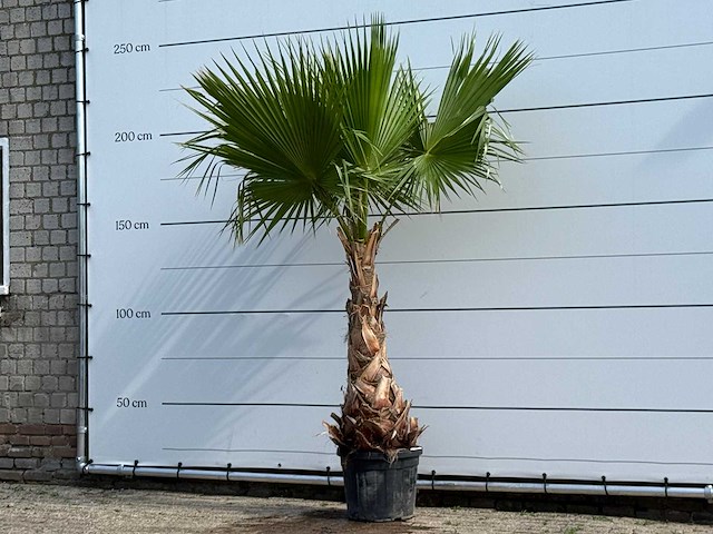 Mexicaanse waaierpalm - washingtonia robusta - hoogte ca. 240 cm - afbeelding 2 van  5