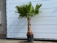 Mexicaanse waaierpalm - washingtonia robusta - hoogte ca. 240 cm - afbeelding 2 van  5