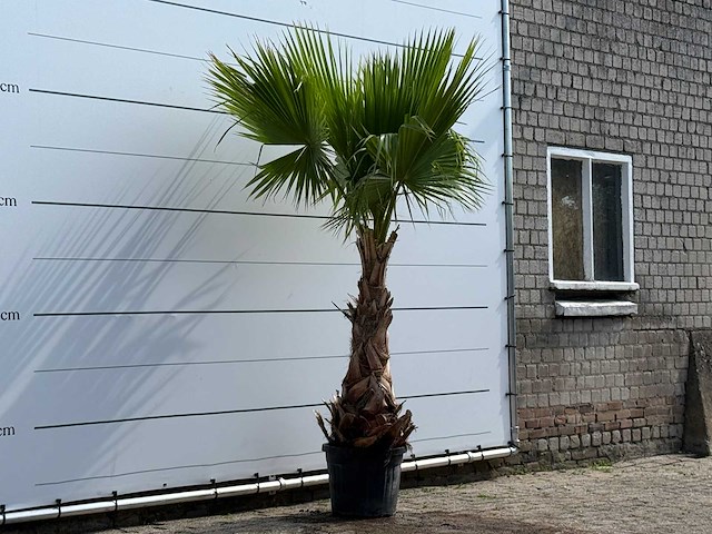 Mexicaanse waaierpalm - washingtonia robusta - hoogte ca. 240 cm - afbeelding 3 van  5