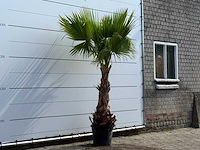 Mexicaanse waaierpalm - washingtonia robusta - hoogte ca. 240 cm - afbeelding 3 van  5