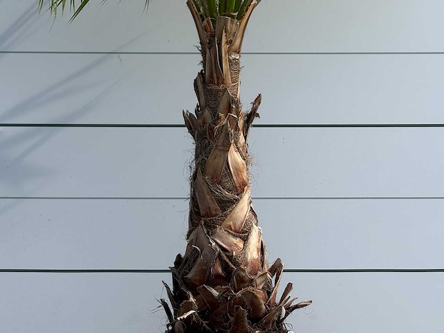 Mexicaanse waaierpalm - washingtonia robusta - hoogte ca. 240 cm - afbeelding 4 van  5