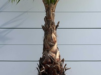 Mexicaanse waaierpalm - washingtonia robusta - hoogte ca. 240 cm - afbeelding 4 van  5