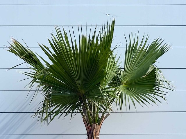 Mexicaanse waaierpalm - washingtonia robusta - hoogte ca. 240 cm - afbeelding 5 van  5