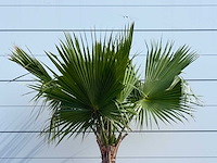 Mexicaanse waaierpalm - washingtonia robusta - hoogte ca. 240 cm - afbeelding 5 van  5
