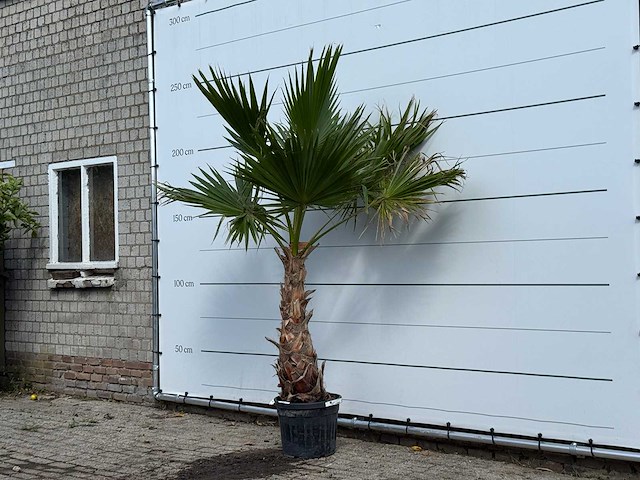 Mexicaanse waaierpalm - washingtonia robusta - hoogte ca. 240 cm - afbeelding 1 van  1