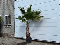 Mexicaanse waaierpalm - washingtonia robusta - hoogte ca. 240 cm - afbeelding 1 van  1