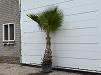 Mexicaanse waaierpalm - washingtonia robusta - hoogte ca. 240 cm - afbeelding 2 van  3