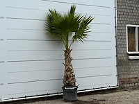 Mexicaanse waaierpalm - washingtonia robusta - hoogte ca. 240 cm - afbeelding 3 van  3