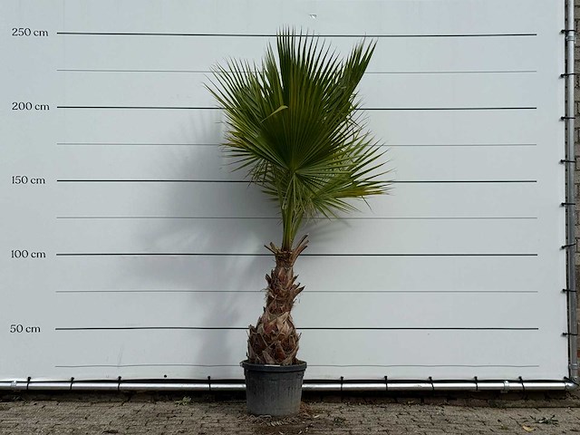 Mexicaanse waaierpalm - washingtonia robusta - hoogte ca. 240 cm - afbeelding 1 van  3