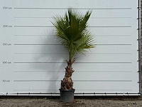 Mexicaanse waaierpalm - washingtonia robusta - hoogte ca. 240 cm - afbeelding 1 van  3
