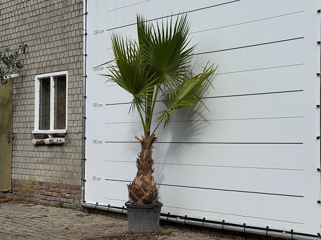 Mexicaanse waaierpalm - washingtonia robusta - hoogte ca. 240 cm - afbeelding 2 van  3