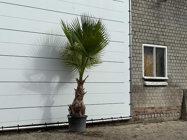 Mexicaanse waaierpalm - washingtonia robusta - hoogte ca. 240 cm - afbeelding 3 van  3
