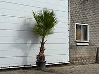 Mexicaanse waaierpalm - washingtonia robusta - hoogte ca. 240 cm - afbeelding 3 van  3