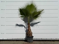 Mexicaanse waaierpalm - washingtonia robusta - hoogte ca. 240 cm