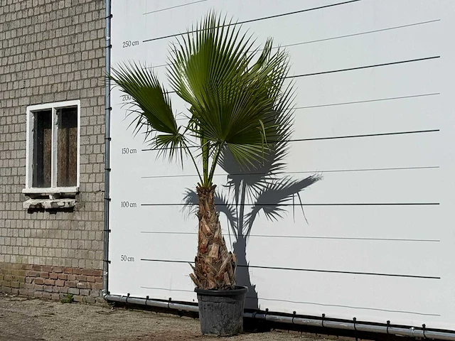 Mexicaanse waaierpalm - washingtonia robusta - hoogte ca. 240 cm - afbeelding 2 van  3