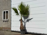 Mexicaanse waaierpalm - washingtonia robusta - hoogte ca. 240 cm - afbeelding 2 van  3