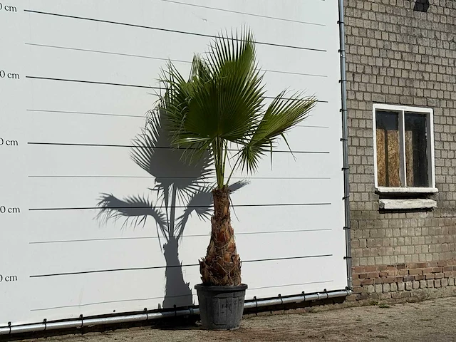 Mexicaanse waaierpalm - washingtonia robusta - hoogte ca. 240 cm - afbeelding 3 van  3