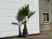 Mexicaanse waaierpalm - washingtonia robusta - hoogte ca. 240 cm - afbeelding 3 van  3