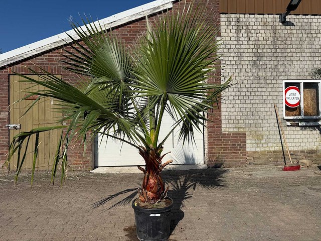 Mexicaanse waaierpalm - washingtonia robusta - hoogte ca. 250 cm - afbeelding 1 van  4