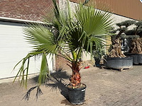 Mexicaanse waaierpalm - washingtonia robusta - hoogte ca. 250 cm - afbeelding 2 van  4