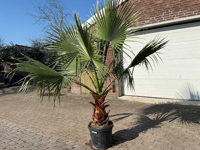 Mexicaanse waaierpalm - washingtonia robusta - hoogte ca. 250 cm - afbeelding 3 van  4