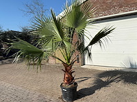 Mexicaanse waaierpalm - washingtonia robusta - hoogte ca. 250 cm - afbeelding 3 van  4
