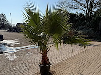 Mexicaanse waaierpalm - washingtonia robusta - hoogte ca. 250 cm - afbeelding 4 van  4