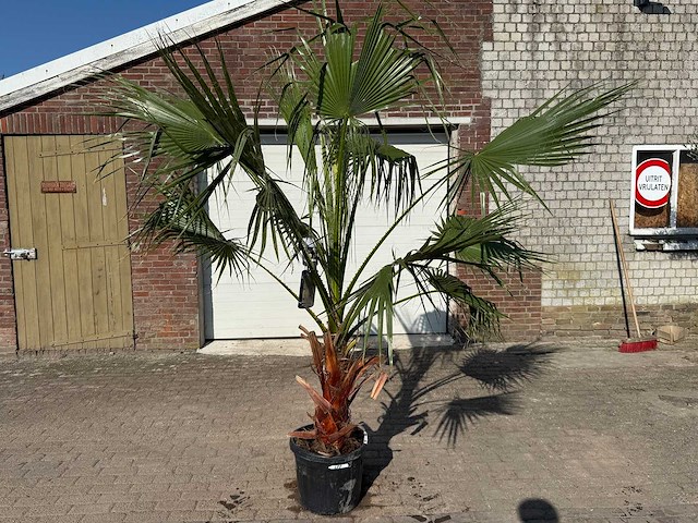 Mexicaanse waaierpalm - washingtonia robusta - hoogte ca. 250 cm - afbeelding 1 van  4