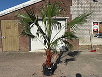 Mexicaanse waaierpalm - washingtonia robusta - hoogte ca. 250 cm - afbeelding 1 van  4