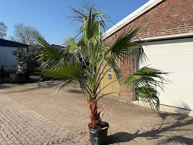 Mexicaanse waaierpalm - washingtonia robusta - hoogte ca. 250 cm - afbeelding 2 van  4
