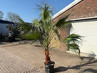 Mexicaanse waaierpalm - washingtonia robusta - hoogte ca. 250 cm - afbeelding 2 van  4