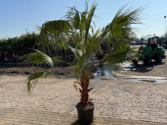 Mexicaanse waaierpalm - washingtonia robusta - hoogte ca. 250 cm - afbeelding 3 van  4