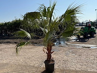 Mexicaanse waaierpalm - washingtonia robusta - hoogte ca. 250 cm - afbeelding 3 van  4