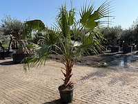 Mexicaanse waaierpalm - washingtonia robusta - hoogte ca. 250 cm - afbeelding 4 van  4