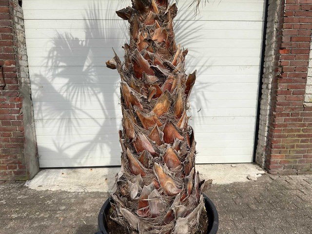 Mexicaanse waaierpalm - washingtonia robusta - hoogte ca. 250 cm - afbeelding 1 van  3