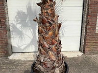 Mexicaanse waaierpalm - washingtonia robusta - hoogte ca. 250 cm - afbeelding 1 van  3