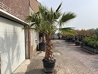 Mexicaanse waaierpalm - washingtonia robusta - hoogte ca. 250 cm - afbeelding 2 van  3
