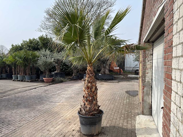 Mexicaanse waaierpalm - washingtonia robusta - hoogte ca. 250 cm - afbeelding 3 van  3