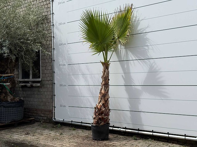 Mexicaanse waaierpalm - washingtonia robusta - hoogte ca. 250 cm - afbeelding 1 van  2
