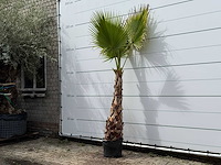 Mexicaanse waaierpalm - washingtonia robusta - hoogte ca. 250 cm - afbeelding 1 van  2