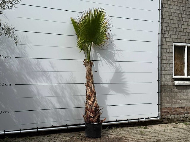 Mexicaanse waaierpalm - washingtonia robusta - hoogte ca. 250 cm - afbeelding 2 van  2