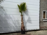 Mexicaanse waaierpalm - washingtonia robusta - hoogte ca. 250 cm - afbeelding 2 van  2