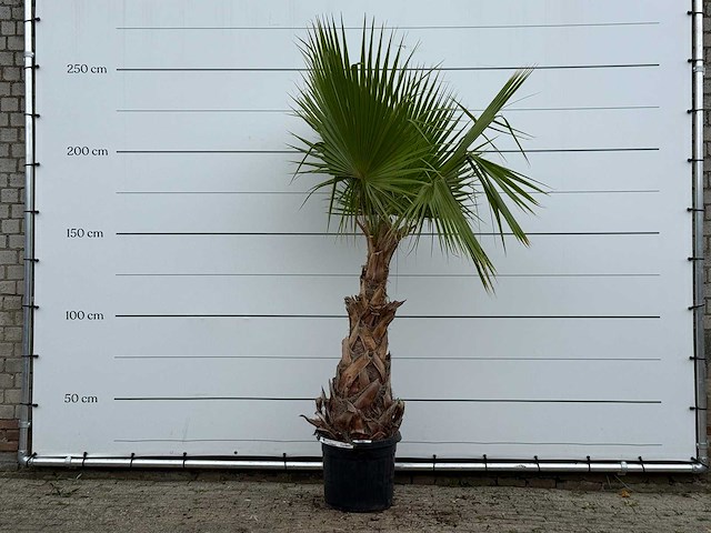Mexicaanse waaierpalm - washingtonia robusta - hoogte ca. 250 cm - afbeelding 1 van  3